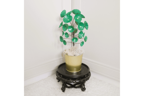 Chinese Money Plant: 3D SVG for Cacti And Succulents